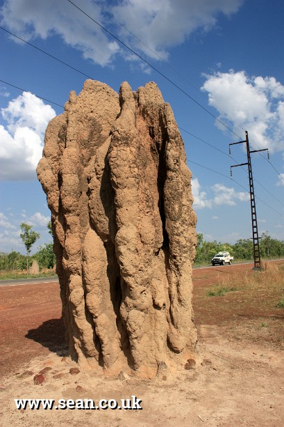 Photo of a termite mound in Australia