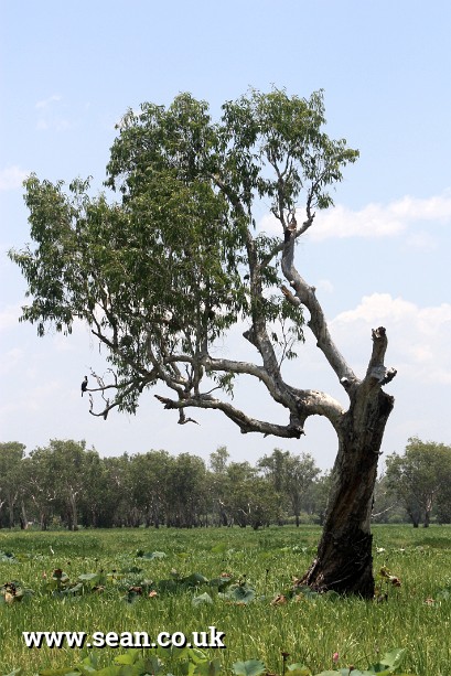 Photo of a tree, Yellow Waters, Australia in Australia