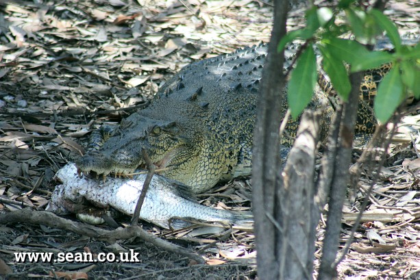 Photo of a crocodile eating a fish in Australia in Australia