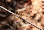 a dragonfly in Australia