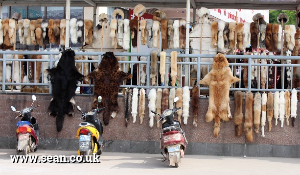 Photo of animal furs on sale in China in China
