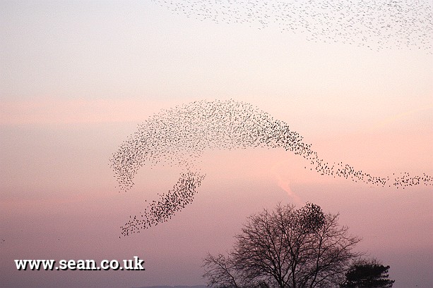 Photo of a flock of starlings in England