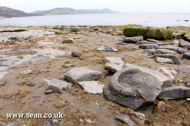 Photo of a large fossil at Lyme Regis in England