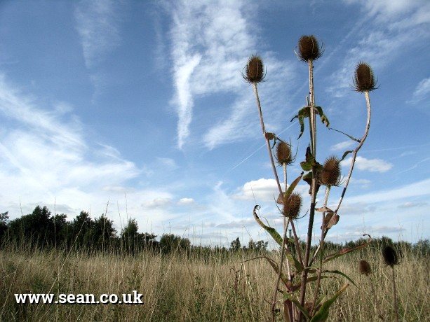 Photo of thistles in England
