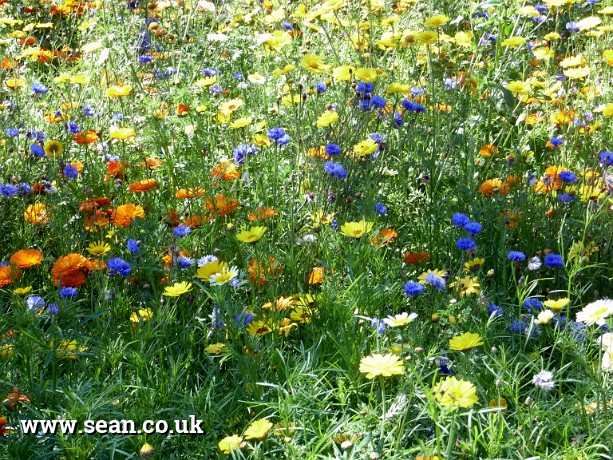 Photo of wild flowers in the Olympic Park in London, UK