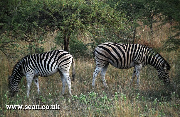 Photo of two zebras in South Africa