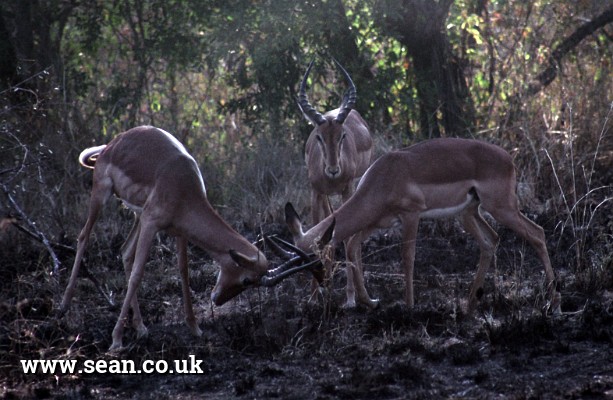 Photo of impalas fighting in South Africa