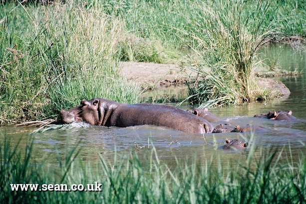 Photo of hippos in South Africa in South Africa
