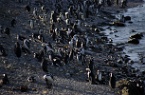 the African penguin colony, Robben Island