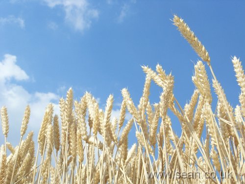 corn shot against a blue sky