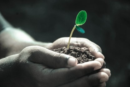 Photo of hands holding a budding plant