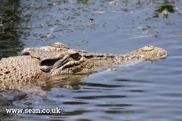 Photo of a crocodile swimming in Australia