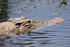 a crocodile swimming