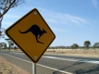 a kangaroo warning sign