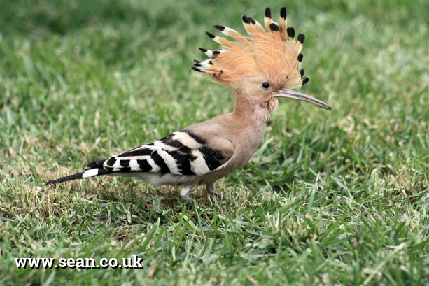Photo of a hoopoe (bird) in China in China