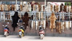 animal furs on sale in China
