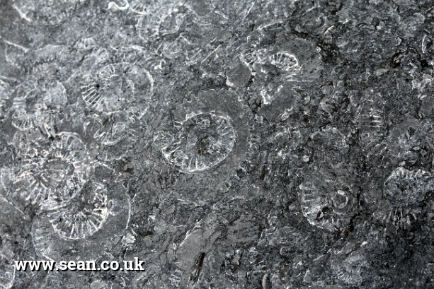 Photo of ammonites in rock in England