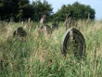 overgrown headstones
