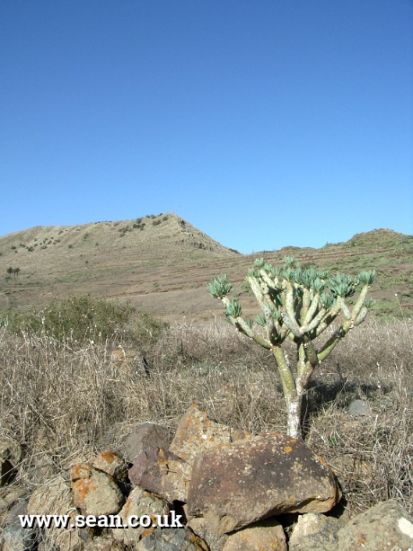Photo of cactus in Lanzarote in Lanzarote