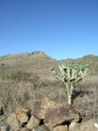 cactus in Lanzarote