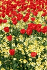 tulips outside Buckingham Palace