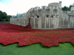 the Tower Poppies