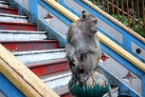 a monkey at Batu Caves