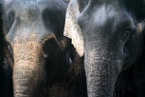 two elephants