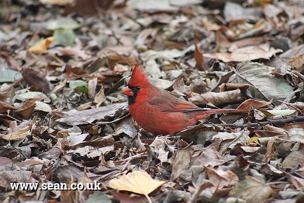 Photo of a northern cardinal (red) bird, New York in New York, USA