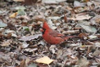 a northern cardinal (red) bird, New York