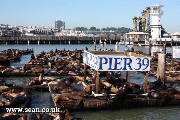 Photo of sea lions at Pier 39, San Francisco in San Francisco, USA