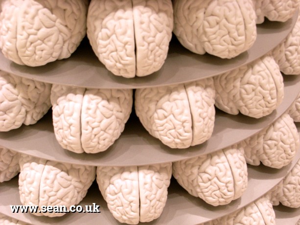 Photo of Display Stand with Brains in San Francisco, USA