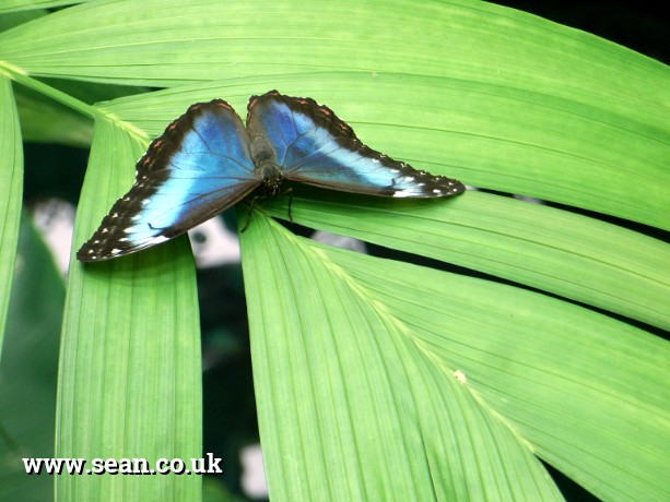 Photo of a blue morpho butterfly in San Francisco, USA