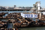 sea lions at Pier 39, San Francisco
