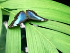 a blue morpho butterfly