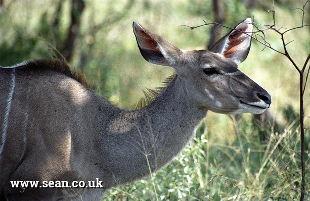 Photo of a female kudu, side-on in South Africa