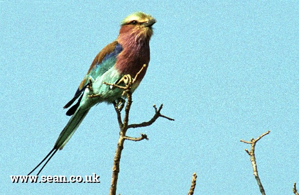 Photo of a lilac breasted roller in South Africa