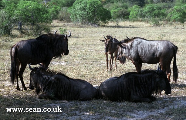 Photo of wildebeest in the Kruger National Park in South Africa