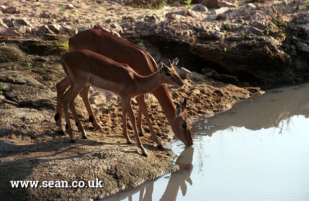 Photo of impalas at a watering hole in South Africa