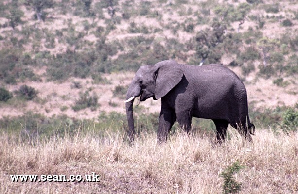 Photo of an elephant in the Kruger National Park in South Africa
