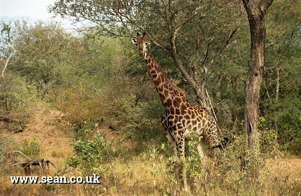 Photo of giraffe in camouflage in South Africa