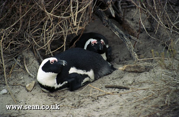 Photo of African penguins on Robben Island in South Africa