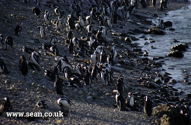Photo of the African penguin colony, Robben Island in South Africa
