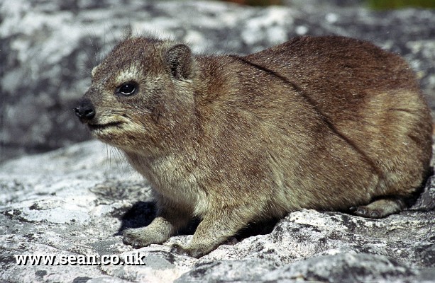 Photo of a dassie (hyrax) on table mountain in South Africa