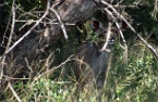 a female greater kudu, South Africa