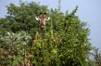 a giraffe, South Africa