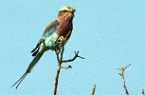 a lilac breasted roller