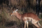 an impala