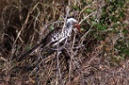 a redbilled hornbill bird