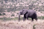 an elephant in the Kruger National Park